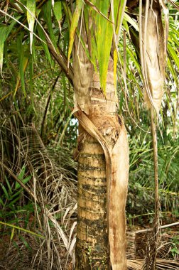 Bir palmiye ağacının gövdesi, Bahia, Brezilya, Güney Amerika