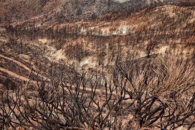 Harap olmuş manzara, Tenerife Adası, Kanarya Adaları, İspanya, Avrupa