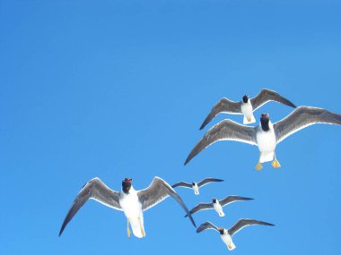 Gökyüzünde beyaz gözlü martılar, Ichthyaetus leucophthalmus
