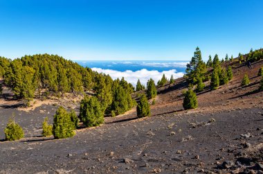 Volkanik manzara boyunca Ruta de los Volcanes, La Palma Adası, Kanarya Adaları, İspanya, Avrupa