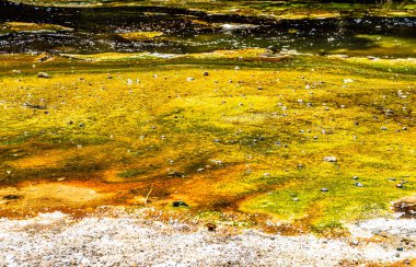 Dünya yüzeyine yakın, Waimangu Volkanik Vadisi, Rotorua, Kuzey Adası, Yeni Zelanda, Okyanusya