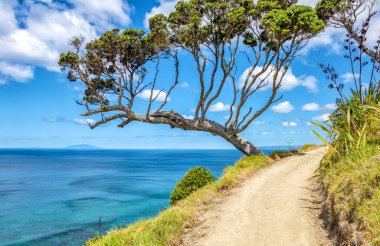 Mangawhai Uçurum Yürüyüşü, Kuzey Adası, Yeni Zelanda, Okyanusya. 