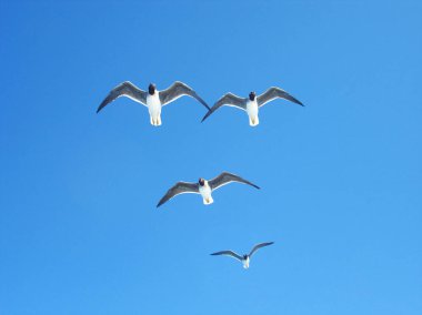 Gökyüzünde beyaz gözlü martılar, Ichthyaetus leucophthalmus