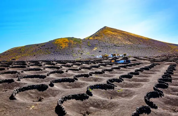 Volkanik manzara, La Geria, Lanzarote Adası, Kanarya Adaları, İspanya, Avrupa
