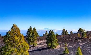 Volkanik manzara boyunca Ruta de los Volcanes, Cumbre Vieja, La Palma Adası, Kanarya Adaları, İspanya, Avrupa