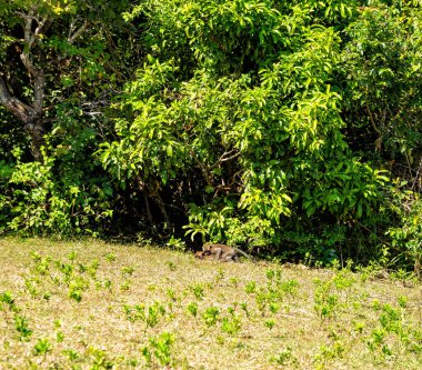Maymunlar doğada, Nusa Penida Adası, Endonezya, Güneydoğu Asya