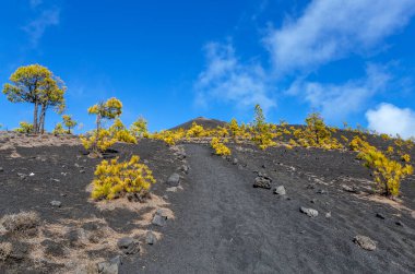 Volkanik manzara boyunca Ruta de los Volcanes, La Palma Adası, Kanarya Adaları, İspanya, Avrupa