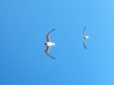 Gökyüzünde beyaz gözlü martılar, Ichthyaetus leucophthalmus