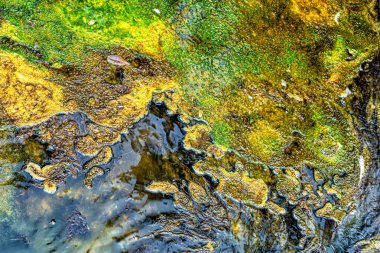 Dünya yüzeyine yakın, Waimangu Volkanik Vadisi, Rotorua, Kuzey Adası, Yeni Zelanda, Okyanusya