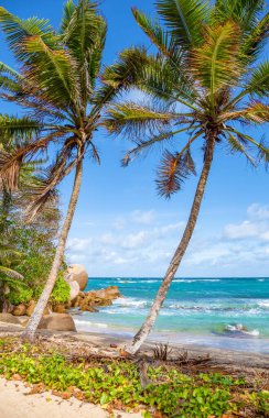 Anse Teselli Plajı, Praslin Adası, Seyşeller Cumhuriyeti, Afrika