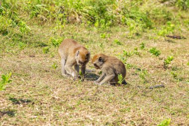 Maymunlar doğada, Nusa Penida Adası, Endonezya, Güneydoğu Asya