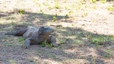 Komodo ejderhaları, Rinca Adası, Komodo Ulusal Parkı, Flores, Endonezya, Güneydoğu Asya