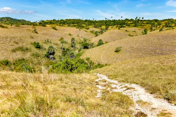 Yürüyüş yolu, Rinca Adası, Komodo Ulusal Parkı, Flores, Endonezya, Güneydoğu Asya