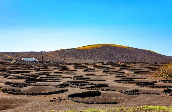 Volkanik manzara, La Geria, Lanzarote Adası, Kanarya Adaları, İspanya, Avrupa