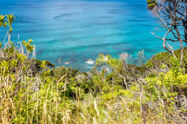 Mangawhai Heads Sahili 'nde ağaçlar, Kuzey Adası, Yeni Zelanda, Okyanusya. 
