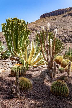 Palmitos Parkı, Ada Gran Kanaryası, Kanarya Adaları, İspanya, Avrupa