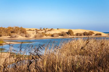 La Charca Gölü, Maspalomalar, Gran Kanaryası, Kanarya Adaları, İspanya