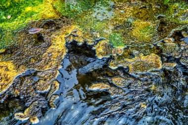 Dünya yüzeyine yakın, Waimangu Volkanik Vadisi, Rotorua, Kuzey Adası, Yeni Zelanda, Okyanusya