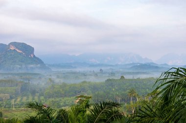 Sabah sisli vadi, Khao Sok Ulusal Parkı, Surat Thani, Tayland