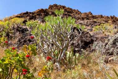 Palmitos Parkı, Ada Gran Kanaryası, Kanarya Adaları, İspanya, Avrupa
