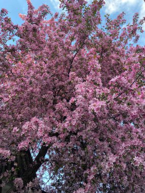 Cherry blossoms in Cherkasy, Ukraine, create a beautiful spring landscape with delicate pink and white flowers.