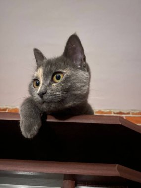 Amber gözlü gri kedi burnunda beyaz bir leke var, doğrudan kameraya bakıyor..