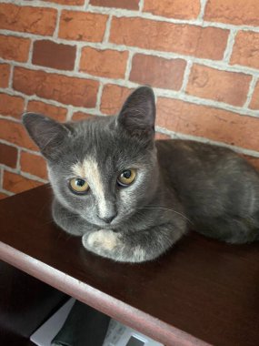 Amber gözlü gri kedi burnunda beyaz bir leke var, doğrudan kameraya bakıyor..