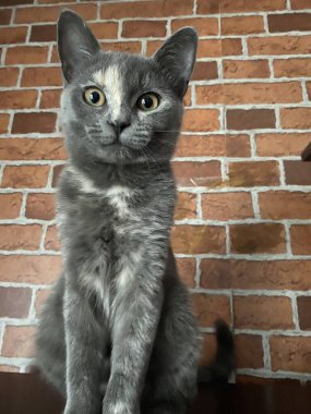 Amber gözlü gri kedi burnunda beyaz bir leke var, doğrudan kameraya bakıyor..