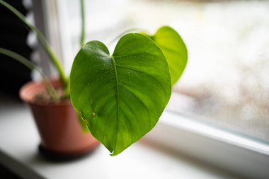 A heart-shaped green Monstera leaf placed on a windowsill, captured in natural light. clipart