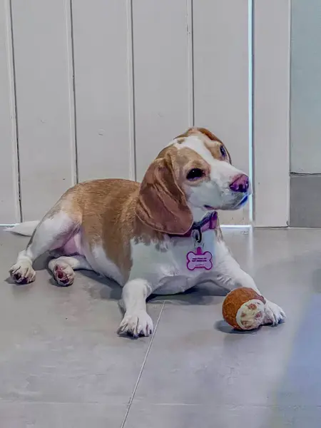 Yerde yatan sevimli köpek.