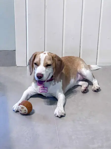 Odada sevimli bir köpek var.