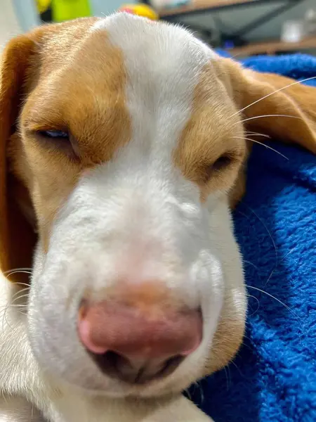 Mavi bir battaniyenin üzerinde huzur içinde uyuyan bir av köpeğinin yakın çekimi. Yumuşak ve rahat bir ifadeyle onun huzurlu ve sevimli yüz hatlarını yakalıyor..