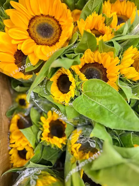Geniş, parlak sarı taç yapraklarını ve koyu yeşil yaprakların arasında dokulu merkezlerini gösteren, sıcaklık ve neşe saçan bir buket güneş çiçeğinin yakın görüntüsü..
