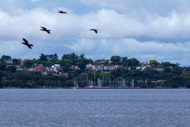Martılar gölün üzerinde uçuyor.