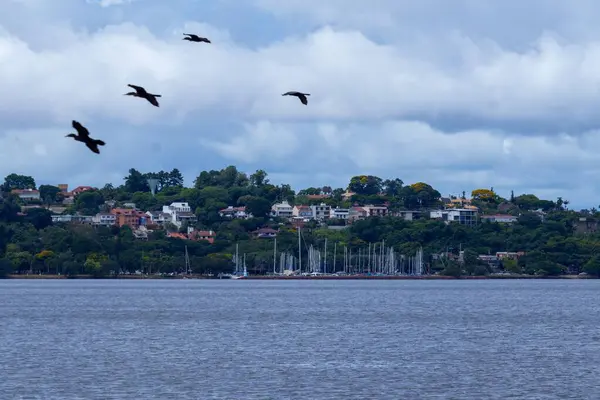 Martılar gölün üzerinde uçuyor.