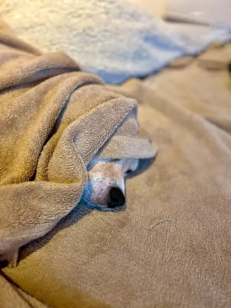 Yumuşak bir battaniyenin altında sadece burnu görünen sevimli bir köpek dinleniyor. Sahne bir sıcaklık ve sükunet hissi veriyor. Hayvanlar için ideal..