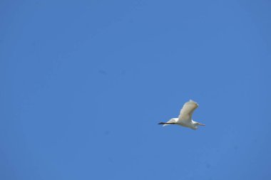 Görkemli beyaz bir leylek bulutsuz mavi gökyüzünde tek başına uçar. Kuş & # 39; 'un uzanan kanatları mavi arkaplana karşı çarpıcı bir kontrastla, özgürlük ve hafiflik duygusunu taşıyor.