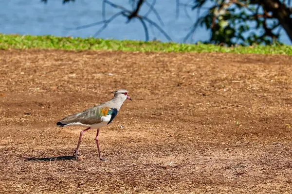 Kuğu olarak bilinen güzel renkli bir kuş doğada görsel cazibe yaratmaya yardımcı olur. Bu kuş kahverengi bir zeminde tek başına yürüyor, çevresindeki bir göl ve bitki örtüsünü aydınlatan bir arka plan, huzurlu ve huzurlu bir atmosferi yansıtıyor..