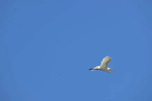 Görkemli beyaz bir leylek bulutsuz mavi gökyüzünde tek başına uçar. Kuş & # 39; 'un uzanan kanatları mavi arkaplana karşı çarpıcı bir kontrastla, özgürlük ve hafiflik duygusunu taşıyor.