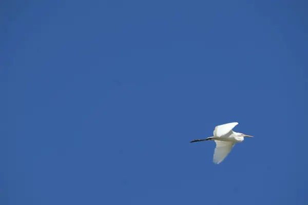 Parlak mavi gökyüzünün altında süzülen görkemli bir balıkçıl. Balıkçılın beyaz tüyleri gökyüzünün berraklığına karşı duruyor, kuş yavaşça bulutlara doğru yükselirken özgürlüğü ve zarafeti simgeliyor..
