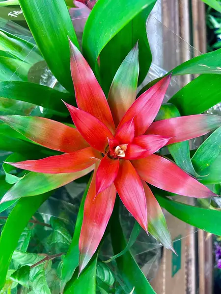 Pembe ve yeşilin canlı tonlarında taç yaprakları olan güzel bir bromeliad, yıldız şeklindeki şekli ve yemyeşil yaprakları için öne çıkıyor. Bitki, canlılığı ve canlılığı aktaran simetrik bir düzenleme sergiliyor. 