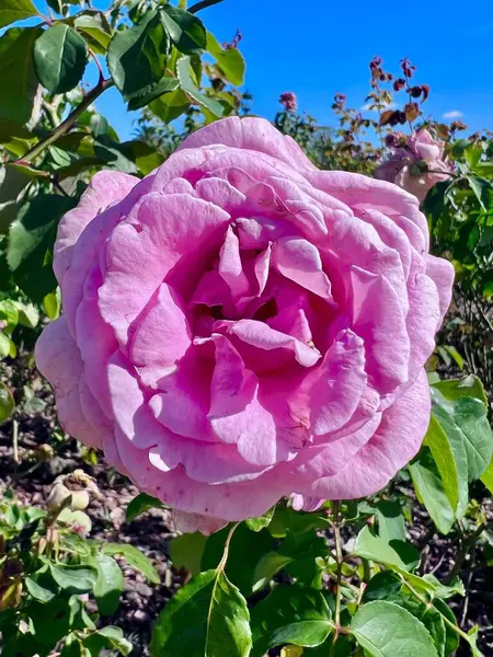 Güneşli bir bahçede duran muhteşem açık pembe bir gül yumuşak, dolgun yapraklarını renklendiriyor. Arkaplan, berrak mavi gökyüzünün altında canlı yeşil yapraklar. Huzur ve doğal güzelliği çağrıştırıyor..