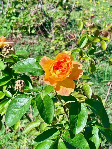 Güzel bir turuncu gül çiçeği yemyeşil yaprakların arasında duruyor, açık ve güneşli bir günde güneş ışığını yakalıyor, doğada neşe ve yenilenme hissi uyandırıyor..