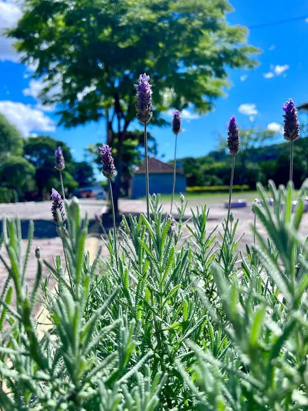 Canlı mor çiçekleri olan güzel bir lavanta bitkisi açık mavi bir gökyüzüne karşı duruyor. Güneş, güneşli ve neşeli bir atmosfer yaratırken ince yeşil yapraklar taze, doğal bir dokunuş ekliyor..