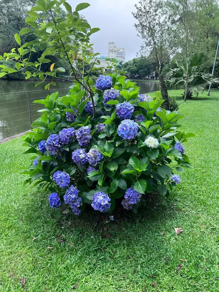 Parlak, canlı yapraklarla çevrili gür bir bahçede canlı bir mavi ortanca çiçek açar. Arka plandaki sakin göl doğal güzelliği arttırır, dinginlik ve tazelik hissi verir..