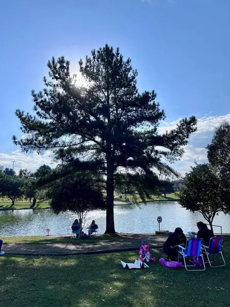 Güneşli bir günde büyük bir çam ağacının olduğu açık hava parkının huzurlu bir manzarası. Güneş ağaçların arasından parlarken insanlar gölün kenarında dinleniyor, sakin ve sakin bir atmosfer yaratıyor..