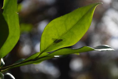 Bir sinek yeşil bir yaprağın üzerinde duruyor, bulanık bir arka plan.