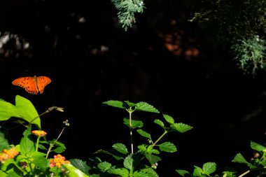 Uçan kelebek, siyah arka plan ve bitki örtüsü
