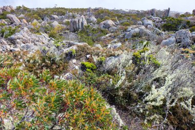 Kaya oluşumu, taş ve Pinnacle Gözlem Barınağı ve Boardwalk, Wellington Dağı, Tazmanya, Hobart, Avustralya, Dağın tepesi 