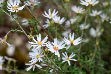Kısa bir çalı yürüyüşü, Wellington Dağı, Hobart, Tazmanya, Zirve